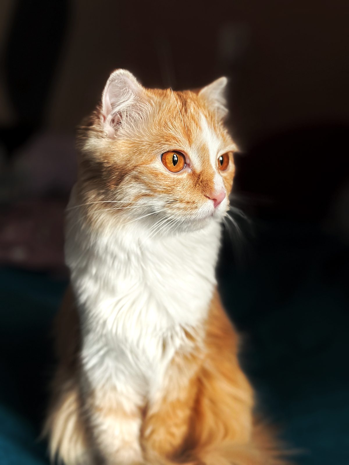 Кошка Фрея